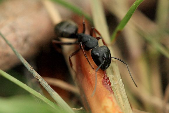 CarpenterAnt.jpg