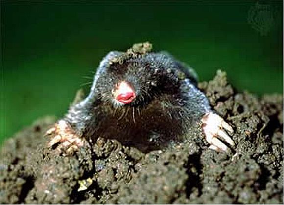 How To Get Rid Of Ground Moles