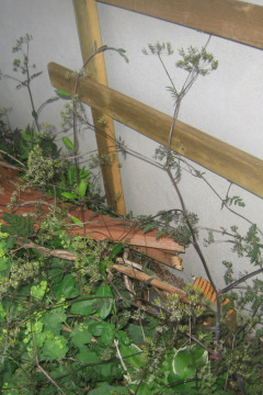 broken trellis.jpg