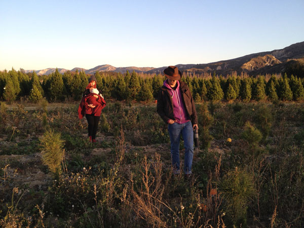 christmas-tree-farm.jpg