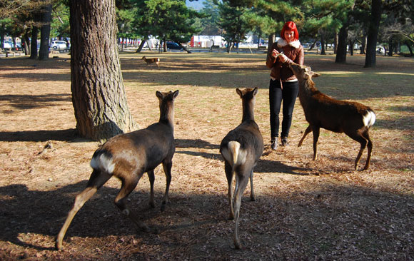 deer-nara-japan.jpg