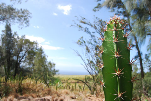 hawaii-cactus.jpg