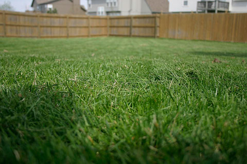 From Fescue to St. Augustine, Which Lawn Grass is Best for You? 6 types-lawn-grass.jpg